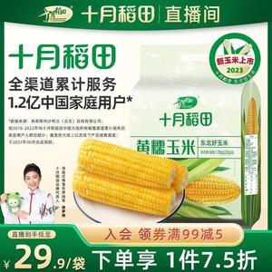 2023年新玉米十月稻田东北黄糯玉米甜粘新鲜食黏大棒8支真空包装