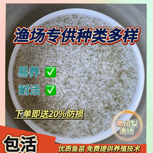 鲟鱼鱼苗中华水花鸭嘴鱼苗幼苗鲟龙鱼活体食用淡水养殖鲜活活鱼