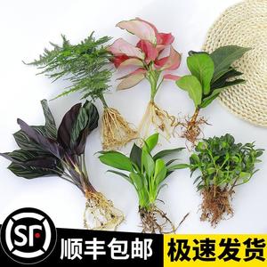 水培植物绿植室内水养白掌花卉盆栽竹芋绿萝办公室四季水生富贵竹