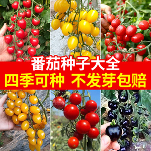 四季小番茄种子圣女果樱桃西红柿盆栽农家春季水果蔬菜种籽孑大全