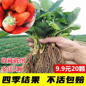 四季奶油草莓苗盆栽带土南北方阳台种植食用红颜草莓秧苗当年结果