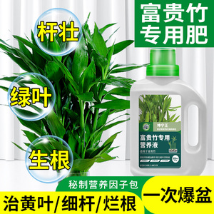 水培富贵竹专用营养液水培植物竹子观音竹转运竹营养液治叶子发黄