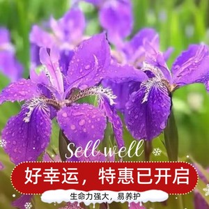 鸢尾花苗宿根草花四季常绿多年生蓝花燕尾兰庭院道路绿化地被植物