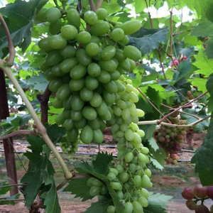 特早熟葡萄新品种早甜葡萄树苗巨大粒葡萄苗五月成熟 玫瑰香味