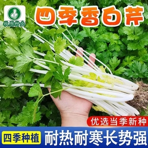 四季白芹菜种籽四川白杆白梗芹菜种孑本地实心小香芹菜籽种蔬菜子