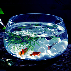 透明玻璃花瓶铜钱草水培植物花盆大码绿萝玻璃器皿客厅圆形鱼缸