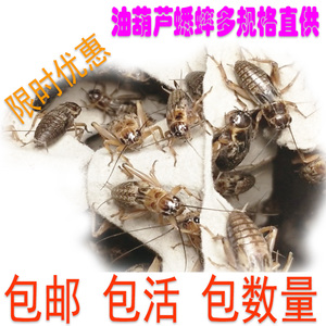 油葫芦蟋蟀黑蛐蛐画眉鸟食爬虫宠物蜥蝎守宫龙鱼胡蜂乌龟活体饲料