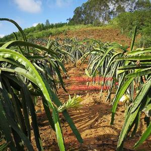 红心火龙果苗四季南北种植红白紫肉盆栽地栽阳台当年结果金都一号