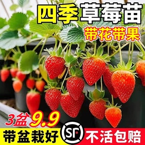 四季草莓苗秧奶油红颜草莓盆栽阳台种植四季结果新苗带土带花带果