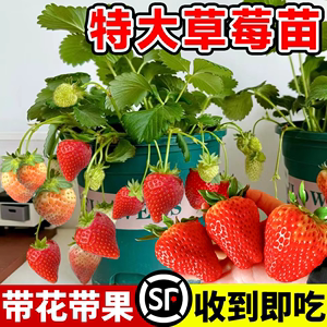 草莓盆栽带果四季结果红颜玄玉可食用奶油草莓苗秧冬季室内植物