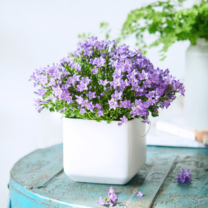 紫风铃草花卉盆栽带花苞开花植物客厅室内办公室美观水培绿植花盆