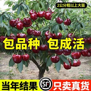 黑珍珠车厘子树苗嫁接南北方庭院种植特大盆栽矮化樱桃苗当年结果