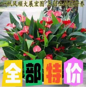 满天心红掌迷你花卉盆栽带花苞花期长室内办公室阳台花卉