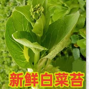 农家新鲜现摘3斤装白菜苔新鲜现发湖北特产武汉打霜大白菜薹油菜