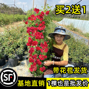 重瓣甜蜜红木香花苗树苗老桩大苗盆栽黄白木香爬藤植物四季开花卉