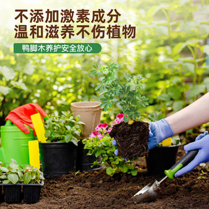 鸭掌木专用肥复合肥鸭脚木肥料鹅掌木室内盆栽植物鸭爪木盆栽肥料