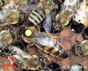 卡尼鄂拉意蜂蜂王蜜蜂种王新开产蜜王产卵种王出售卡意蜂王