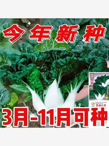 奶白菜种子小白菜青菜黑油菜春四季蔬菜子秋冬季种植菜种农家种籽