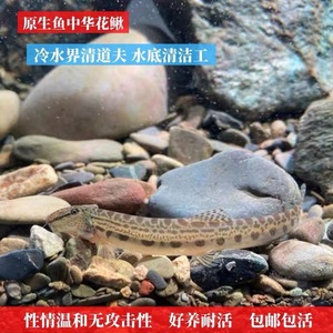 中华花鳅鱼中国原生鱼冷水淡水鱼清道夫花泥鳅好养耐活清垃圾残渣