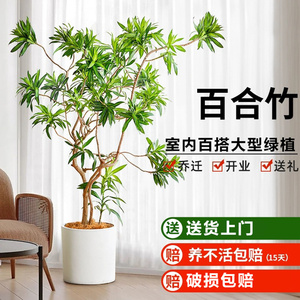 金边百合竹客厅大型花卉盆栽办公室内高端轻奢网红真绿植造型盆景