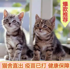 中华田园猫宠物猫小猫狸猫真猫活体幼猫可爱狸花猫便宜活物白橘猫