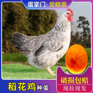 纯种稻花鸡种蛋受精蛋可孵化比白芦花鸡好三黄土鸡种蛋肉相当嫩滑