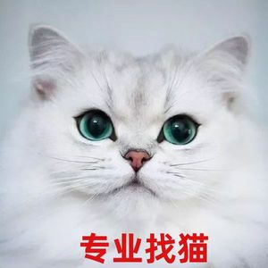 寻猫找猫宠物丢失找回失物找东西找狗猫丢了失物找回宠物寻找找猫