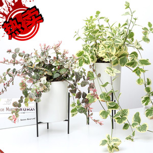 花叶藤条植物花叶蔓庭院阳台攀爬垂吊彩叶子净化空气盆栽 阿里巴巴找货神器 花叶藤条植物花叶蔓庭院阳台攀爬垂吊彩叶子净化空气盆栽 阿里巴巴找货神器