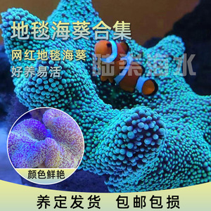 海缸活体地毯海葵小丑鱼共生海葵大型绿地毯海葵奶嘴海葵海缸造景