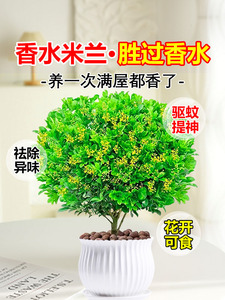 香水米兰花盆栽茉莉花卉植物室内驱蚊绿植浓香四季开花苗阳台好养