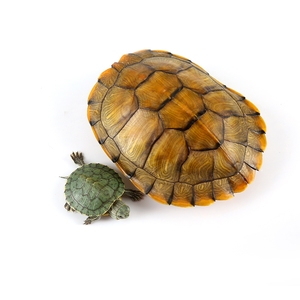兔年招财黄金龟小乌龟活体活物宠物龟巴西龟苗招财龟稀有龟风水龟