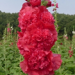 重瓣蜀葵花苗桃子与梦新手好养多年生庭院花园阳台花卉绿植盆栽