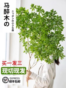 马醉木美男树水培植物鲜切枝条日本吊钟进口绿植盆栽室内客厅鲜花