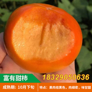 果树苗 日本脆甜柿 富有甜柿 柿子树苗盆栽地栽 不脱涩摘下即食