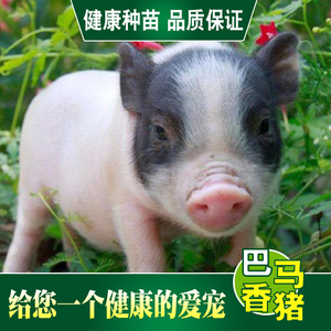 巴马香猪 纯种活苗长不大的小香猪幼崽宠物猪小香猪巴马香猪肉猪