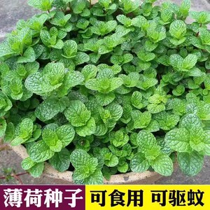 可食用薄荷种籽子室内室外盆栽留兰香柠檬猫薄荷四季播种苗花种子