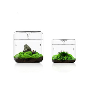 微景观玻璃罩生态苔藓植物办公室创意微观盆栽盆景玻璃迷你露集杯
