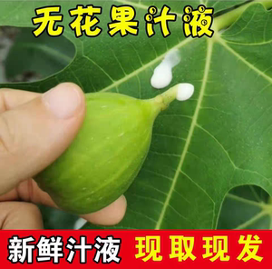 无花果白汁纯浆现取现发 树茎叶汁液 疙瘩鸡眼猴子扁平10ml装包邮