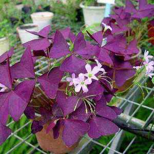 紫酱草 淘宝拼多多热销紫酱草货源拿货 阿里巴巴货源