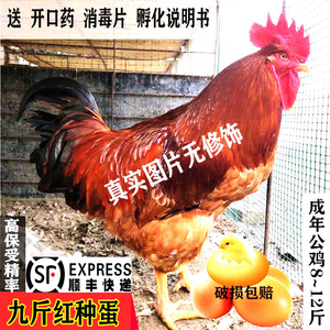 九斤红鸡种蛋可孵化大型红玉肉鸡小鸡九斤黄土鸡红公鸡受精蛋包邮
