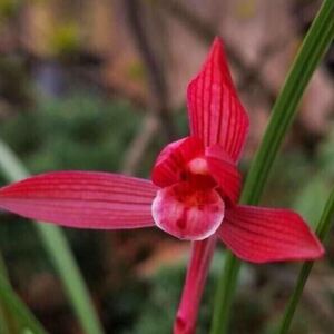 高档浓香春兰（汗血宝马）名贵兰花室内客厅花卉绿植盆栽