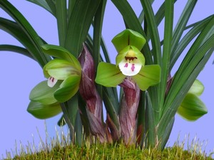 老种 兰花苗 春兰【大富贵】浓香花卉 假一赔十