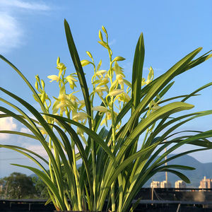 超低价 兰花  大凤素 盆栽植物室内四季浓香花卉