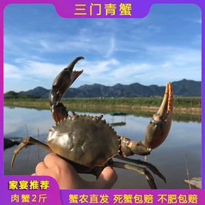 三门青蟹鲜活特大超大螃蟹公母肉蟹蝤蠓海蟹台州海鲜水产2斤礼盒