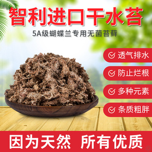 石斛水苔 淘宝拼多多热销石斛水苔货源拿货 阿里巴巴货源