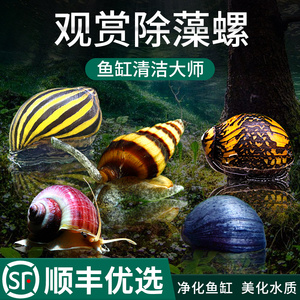 观赏螺淡水除藻工具苹果螺神秘斑马杀手宠物活体洋葱黄金黑金刚螺