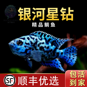 银河星钻鱼珍珠豹三湖慈鲷美洲短鲷热带观赏鱼活体新手好养耐活鱼