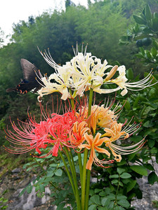 粉花曼珠沙华彼岸花小苗黄花白花橘黄绿植木本不含盆栽包邮 阿里巴巴找货神器