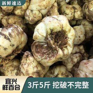 2022年挖破挖碎新鲜食用百合破子2500g宜兴农家土特产3斤2斤散装