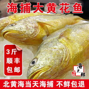 1斤半1条丹东新鲜大黄花鱼冰鲜大黄鱼肉质鲜嫩海捕满两条包顺丰